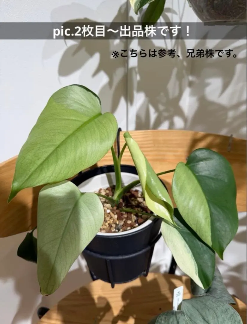 2026年最新】セブブルーミント モンステラの人気アイテム - メルカリ