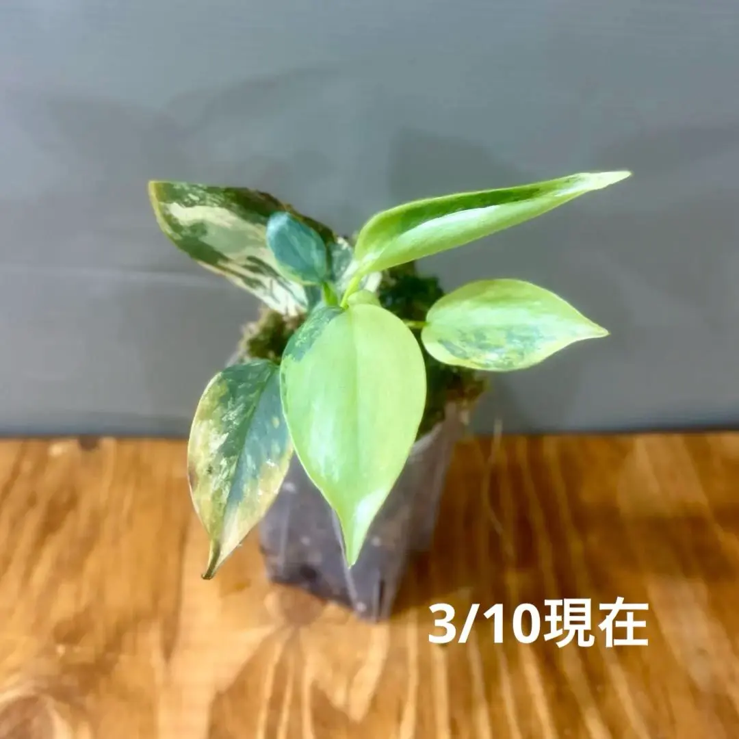 2026年最新】フィロデンドロン シルバーソードの人気アイテム - メルカリ