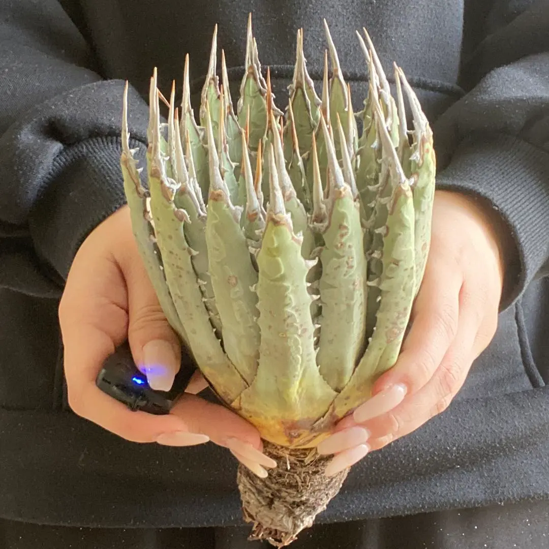 2026年最新】エボリスピナ ベアルートの人気アイテム - メルカリ