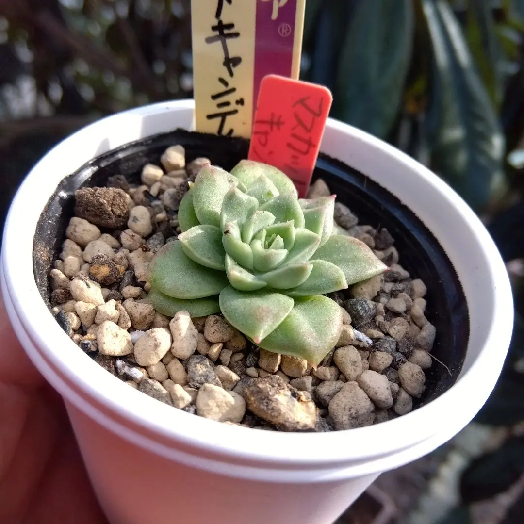 2026年最新】ミックスベリア マスカットキャンディの人気アイテム