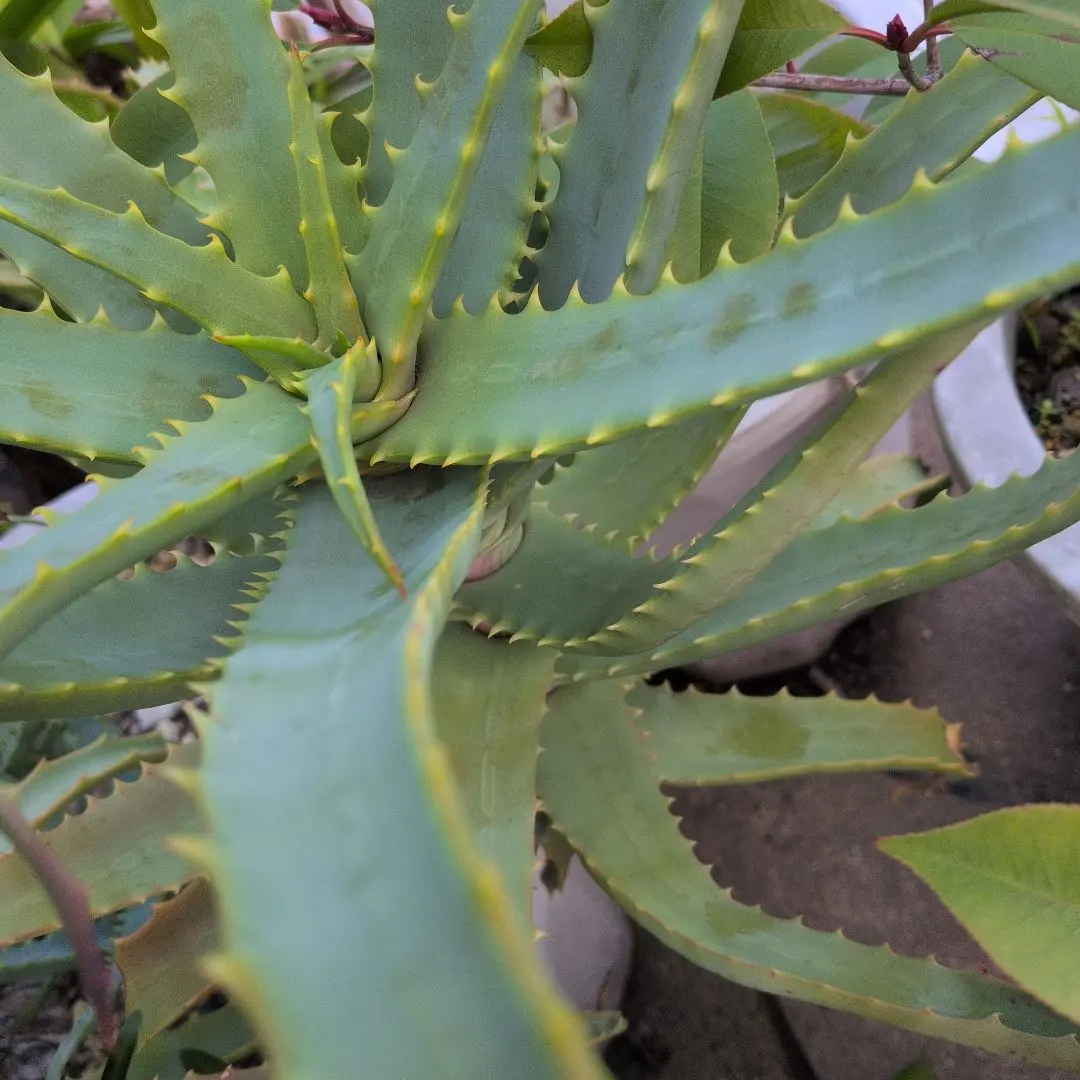 2026年最新】キダチアロエ斑入りの人気アイテム - メルカリ