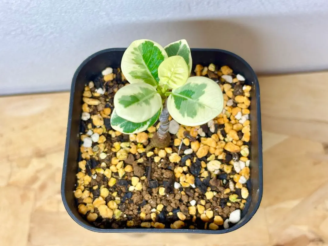 2026年最新】パンダガジュマル斑入りの人気アイテム - メルカリ