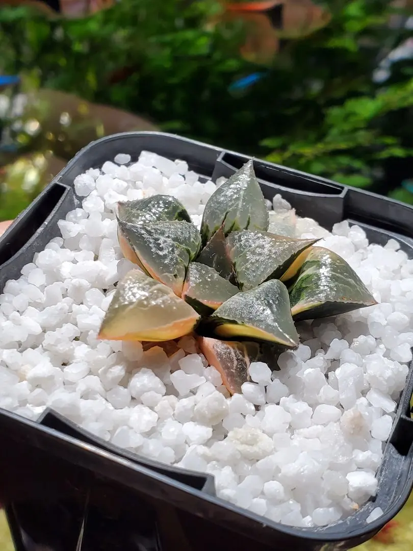 2026年最新】ハオルチア ハオルチア 酒呑童子の人気アイテム - メルカリ