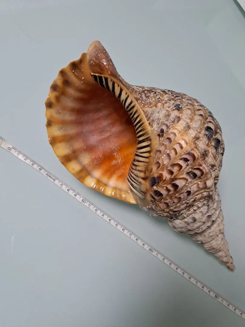 2026年最新】沖縄の法螺貝 ほら貝の人気アイテム - メルカリ