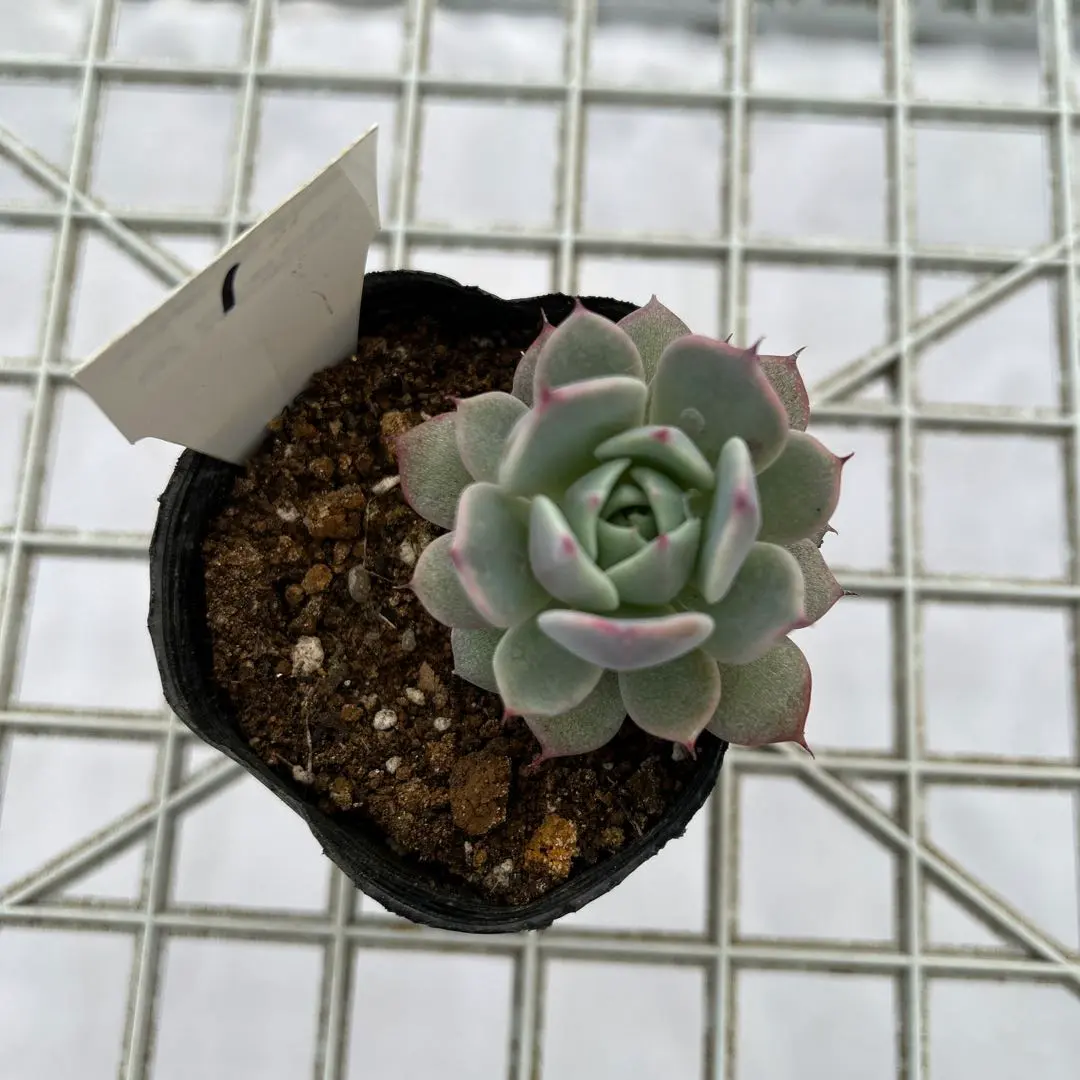 2026年最新】コロラータアウテンティカの人気アイテム - メルカリ