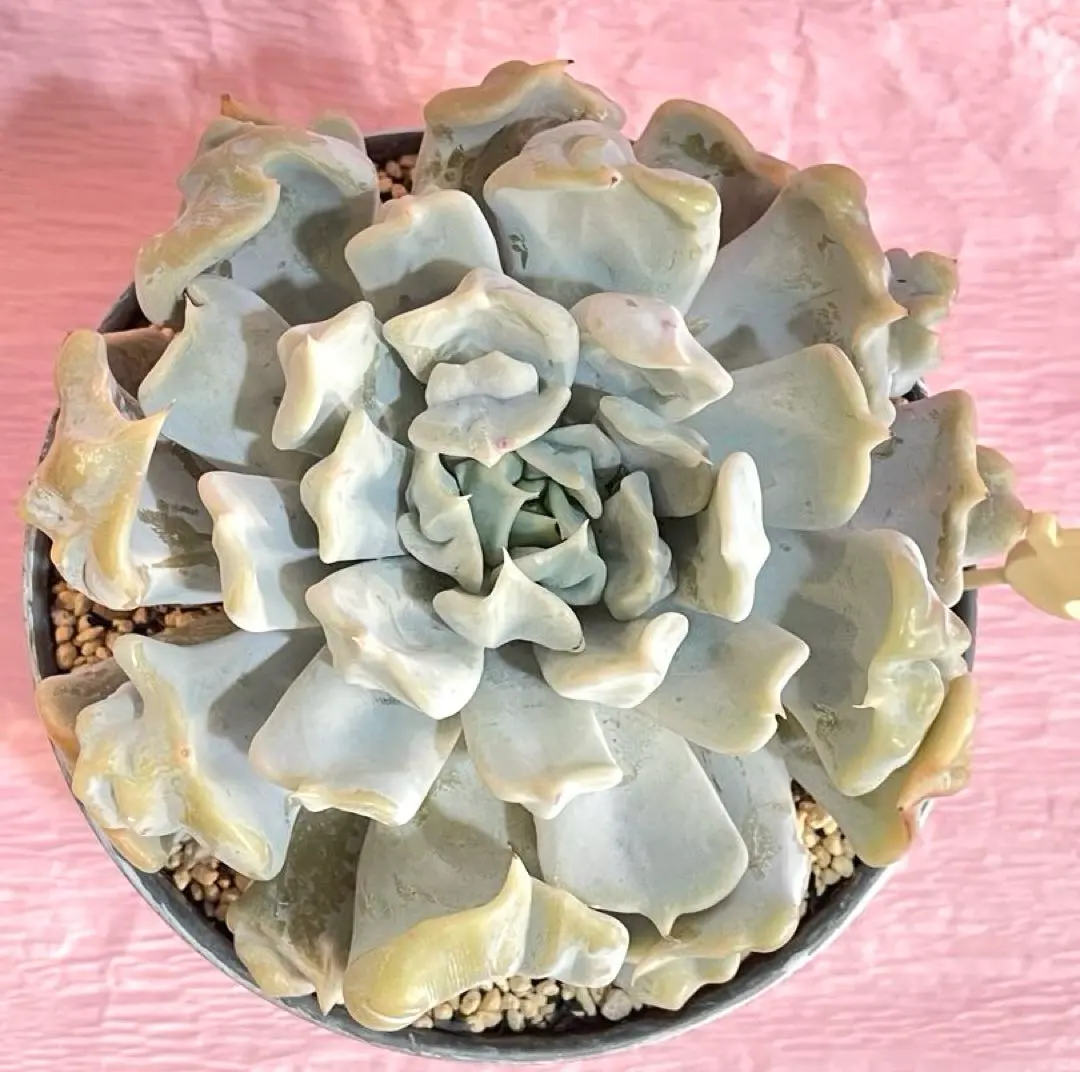 2026年最新】スリラーパール 多肉の人気アイテム - メルカリ