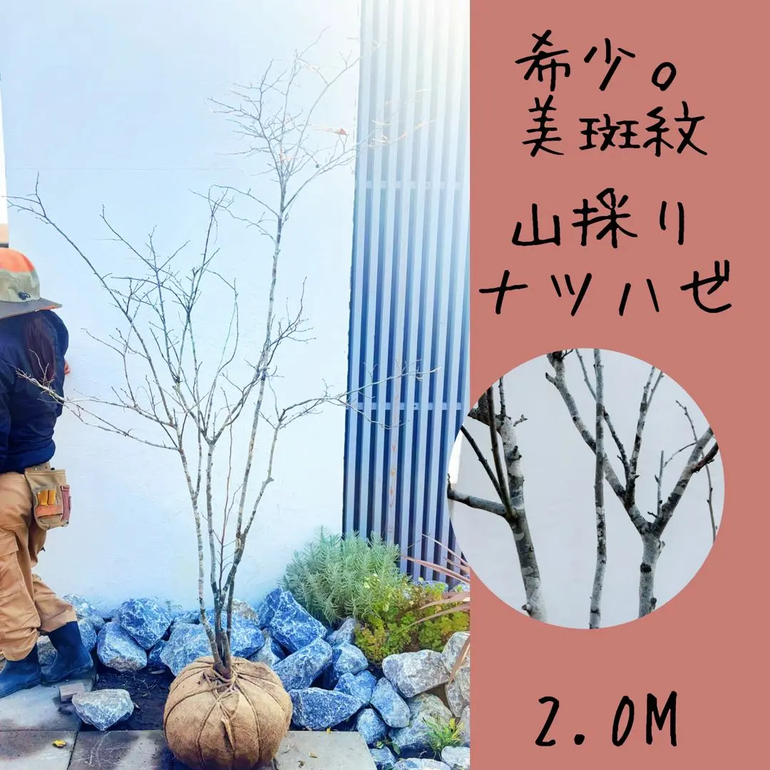 2026年最新】山採り ナツハゼの人気アイテム - メルカリ