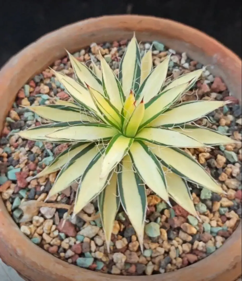 2026年最新】アガベ王妃乱れ雪錦の人気アイテム - メルカリ