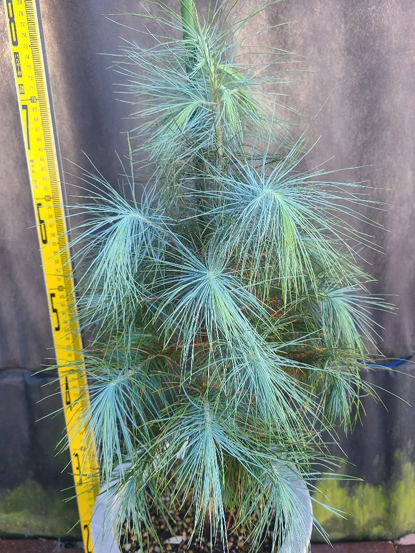 2026年最新】ピニョン松の人気アイテム - メルカリ