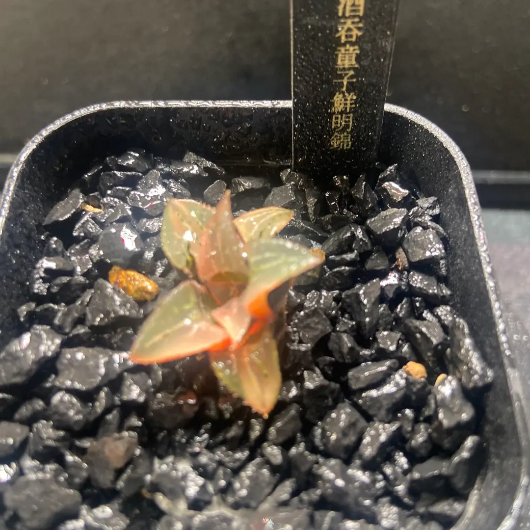 2026年最新】ハオルチア ハオルチア 酒呑童子の人気アイテム - メルカリ