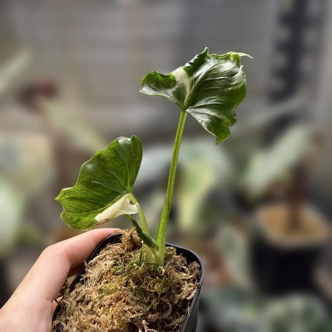 2026年最新】アロカシア ククラータの人気アイテム - メルカリ