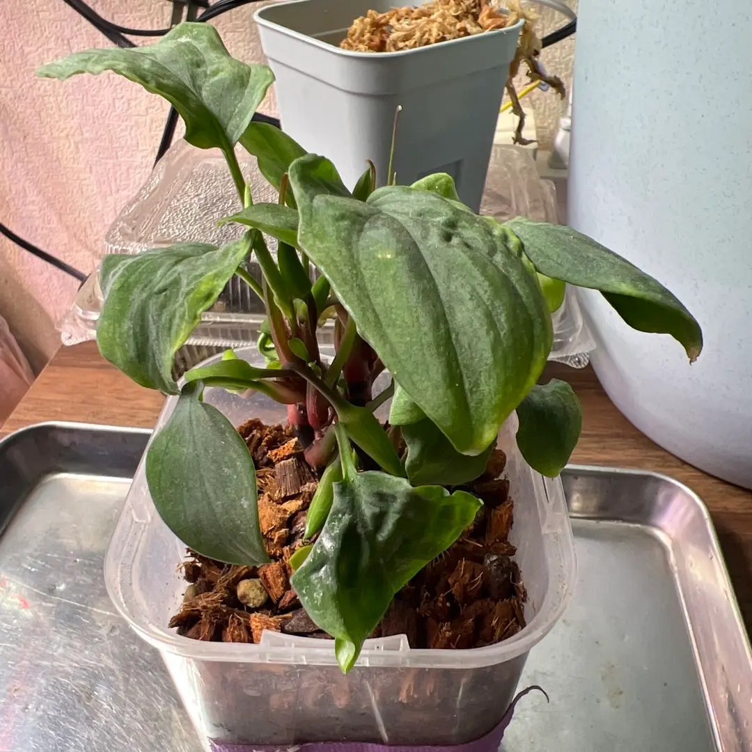 2026年最新】ホマロメナ 斑入りの人気アイテム - メルカリ