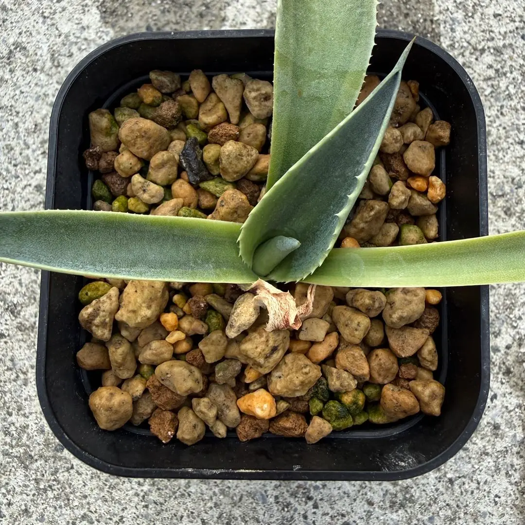 2026年最新】オバティフォリア キラーの人気アイテム - メルカリ