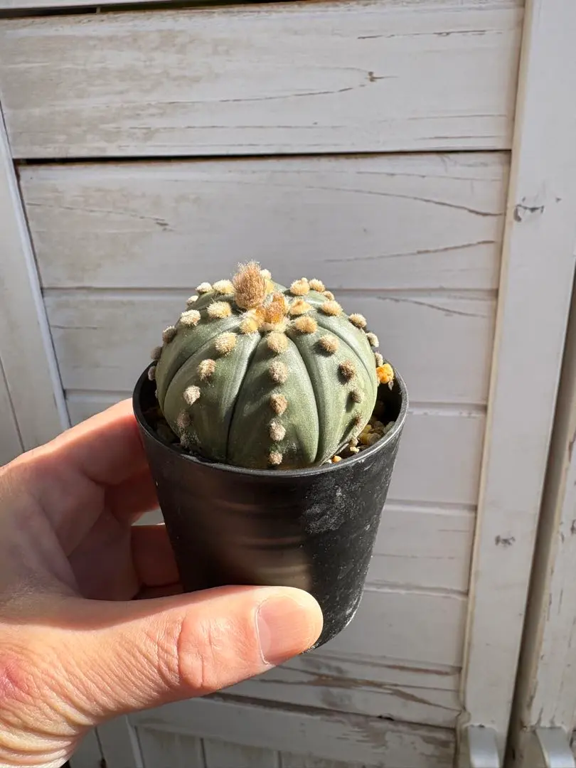 2026年最新】大疣瑠璃兜の人気アイテム - メルカリ