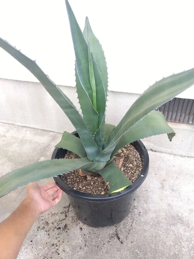 2026年最新】アガベ ミラビリスの人気アイテム - メルカリ
