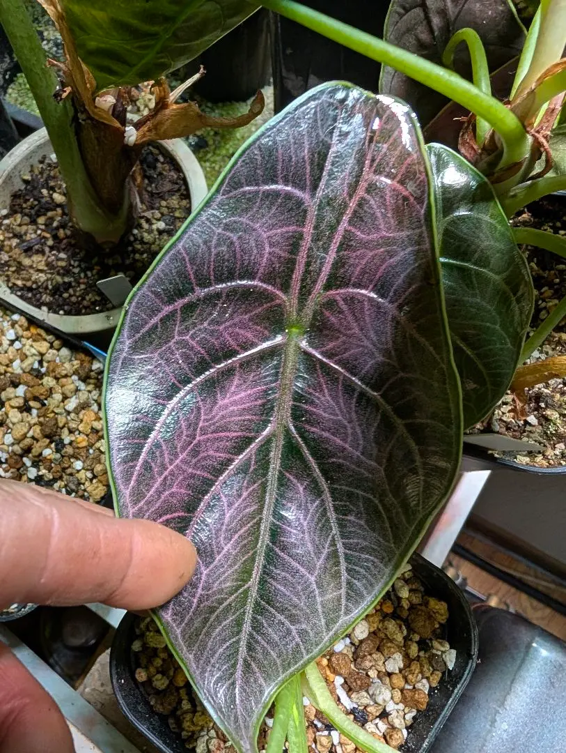 2026年最新】アロカシア アズラニーの人気アイテム - メルカリ