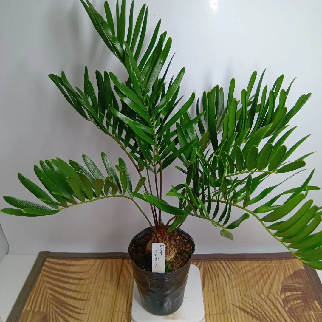 2026年最新】ザミア フロリダーナの人気アイテム - メルカリ