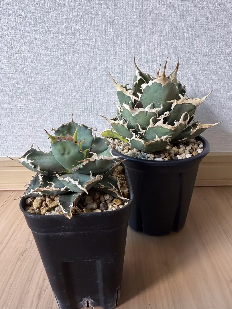 2026年最新】シエラミクスティカの人気アイテム - メルカリ