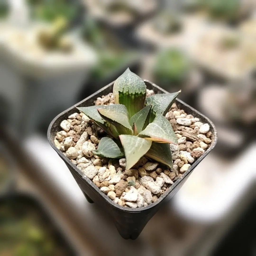 2026年最新】ハオルチア ハオルチア 酒呑童子の人気アイテム - メルカリ