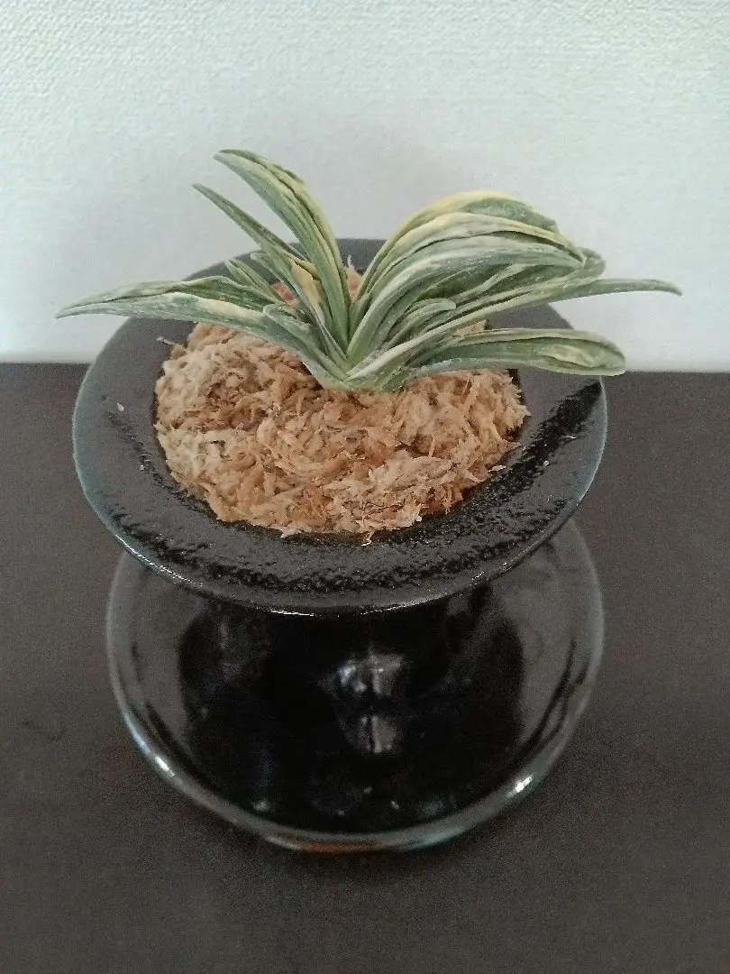 2026年最新】万年青 瑞泉の人気アイテム - メルカリ