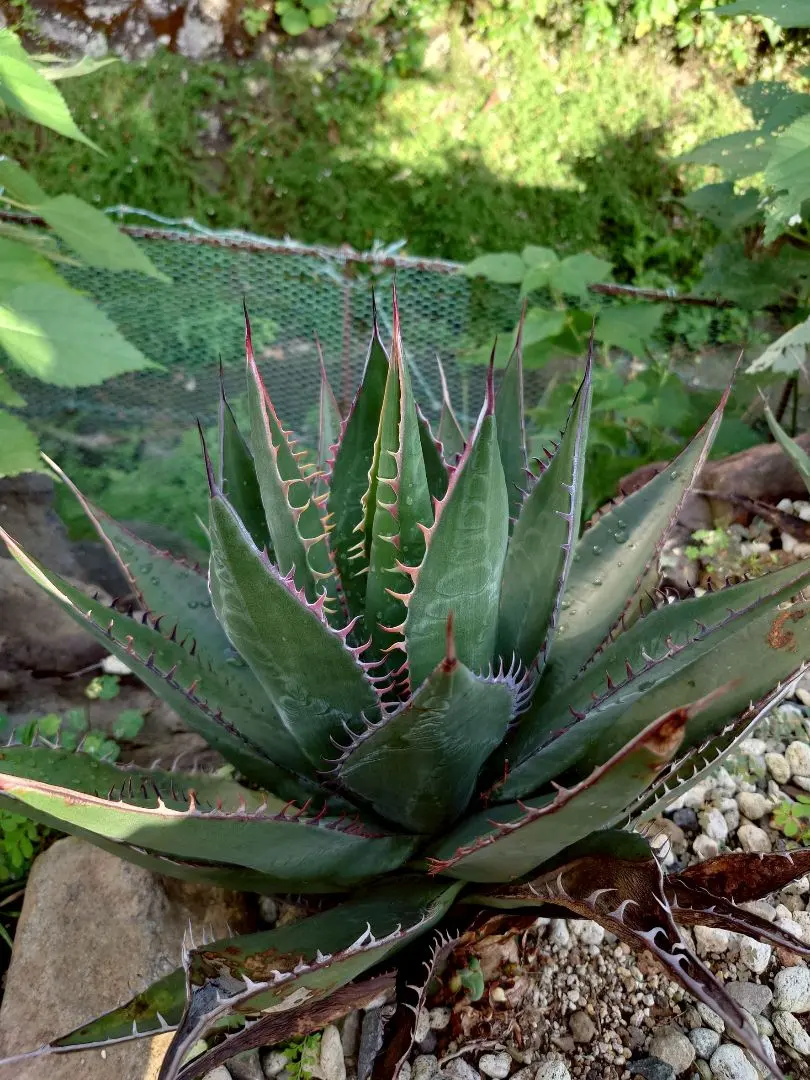 2026年最新】シャウィー アガベの人気アイテム - メルカリ