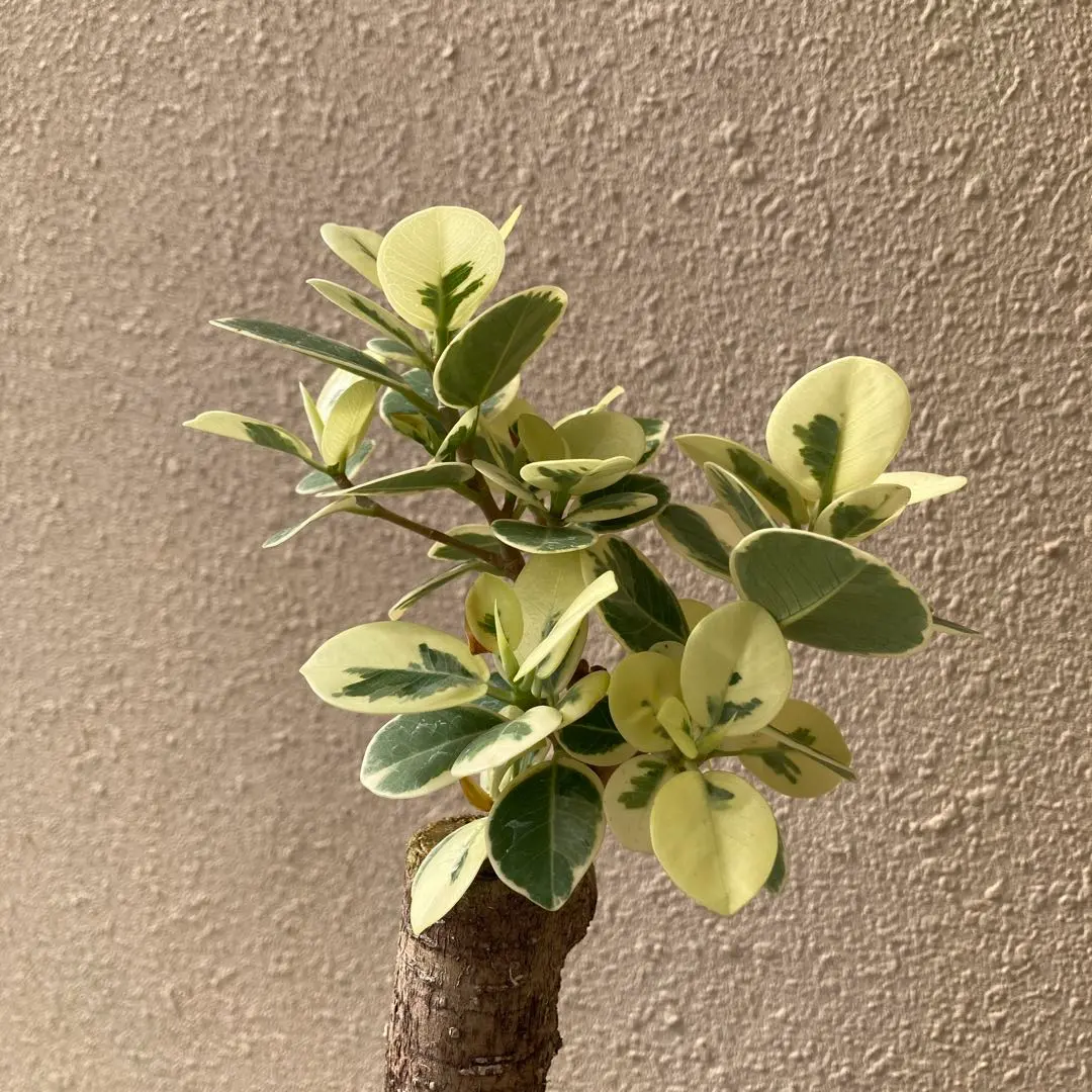 2026年最新】パンダガジュマル斑入りの人気アイテム - メルカリ