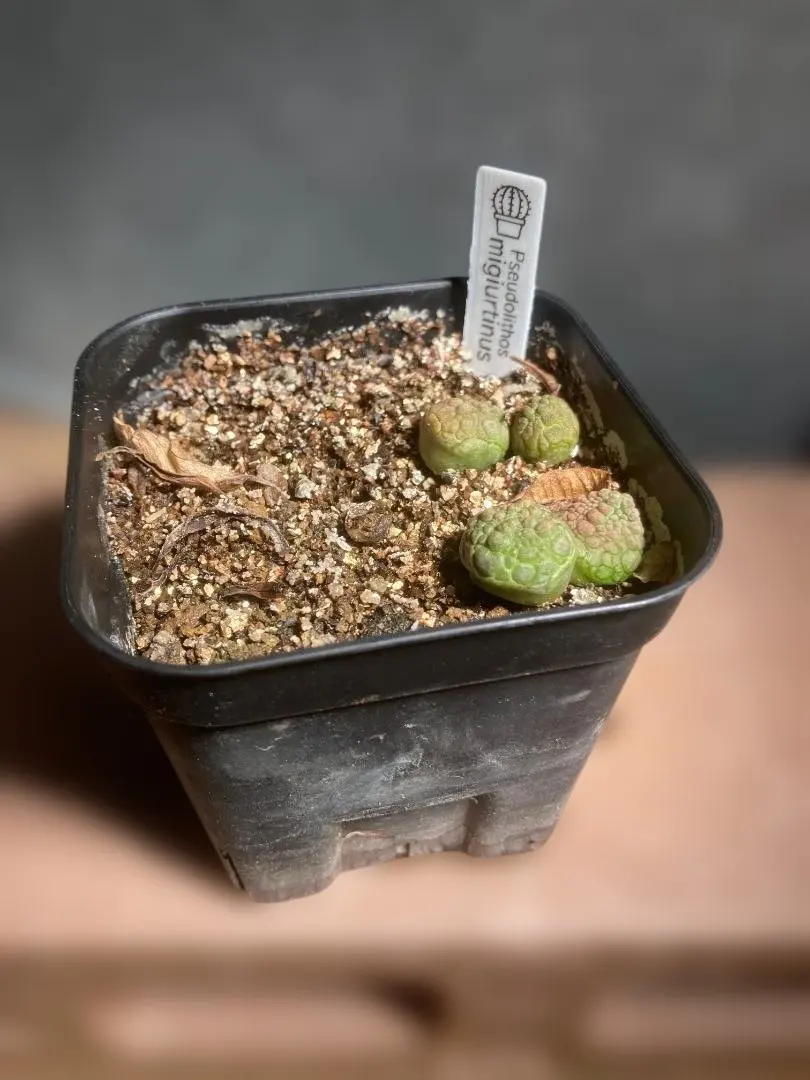 2026年最新】プセウドリトスの人気アイテム - メルカリ