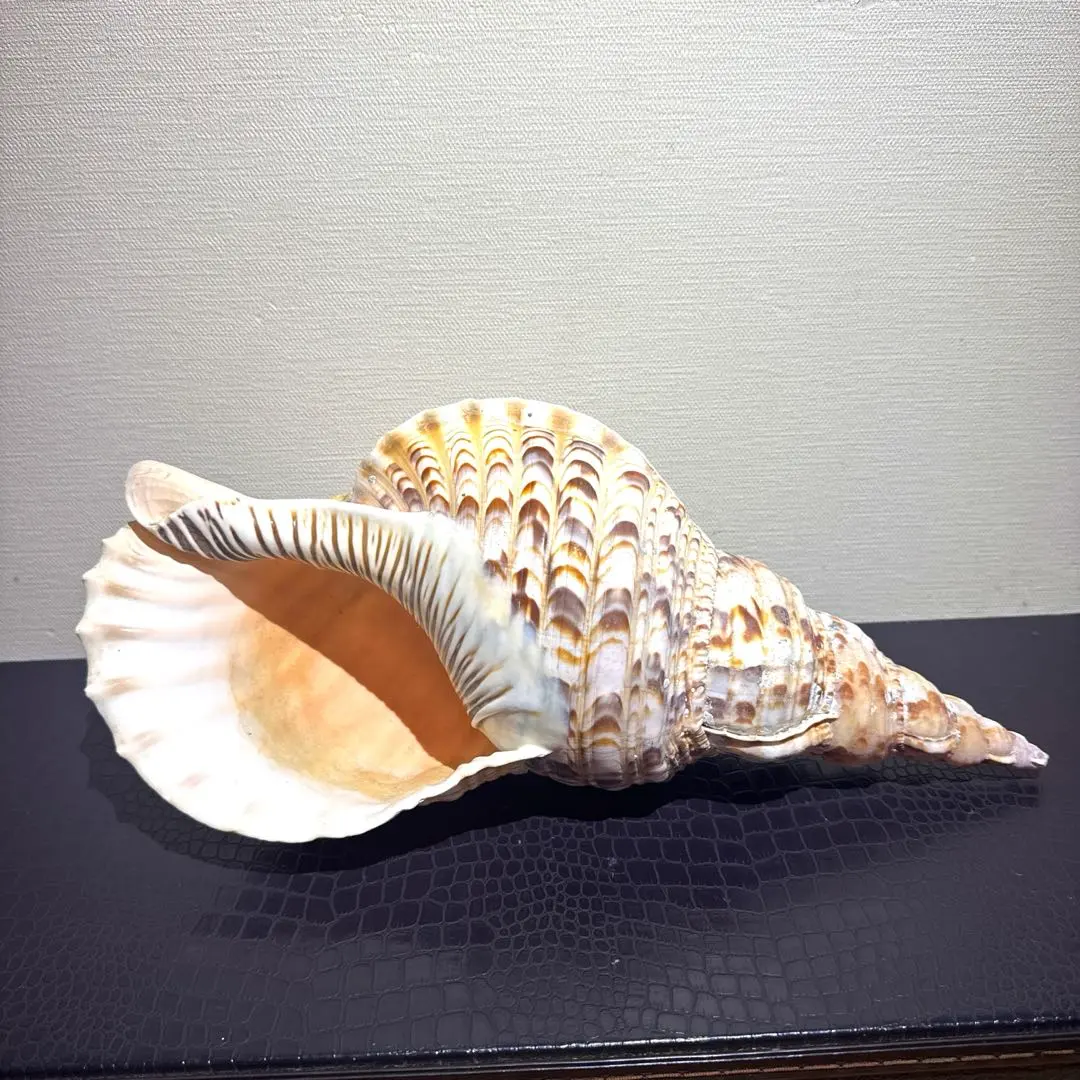 2026年最新】法螺貝標本の人気アイテム - メルカリ