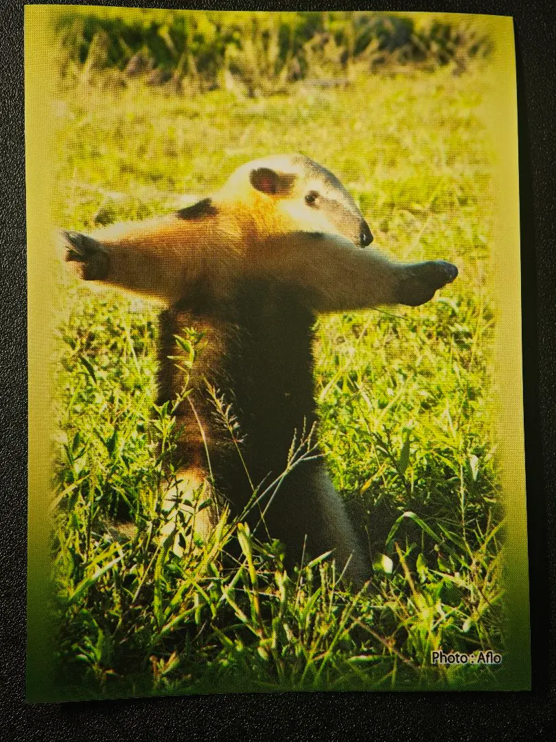 2026年最新】ふるもっふ スリーブの人気アイテム - メルカリ