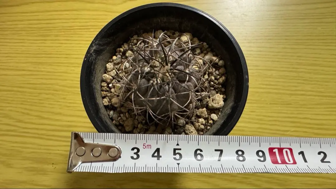 2026年最新】コピアポア グリセオの人気アイテム - メルカリ