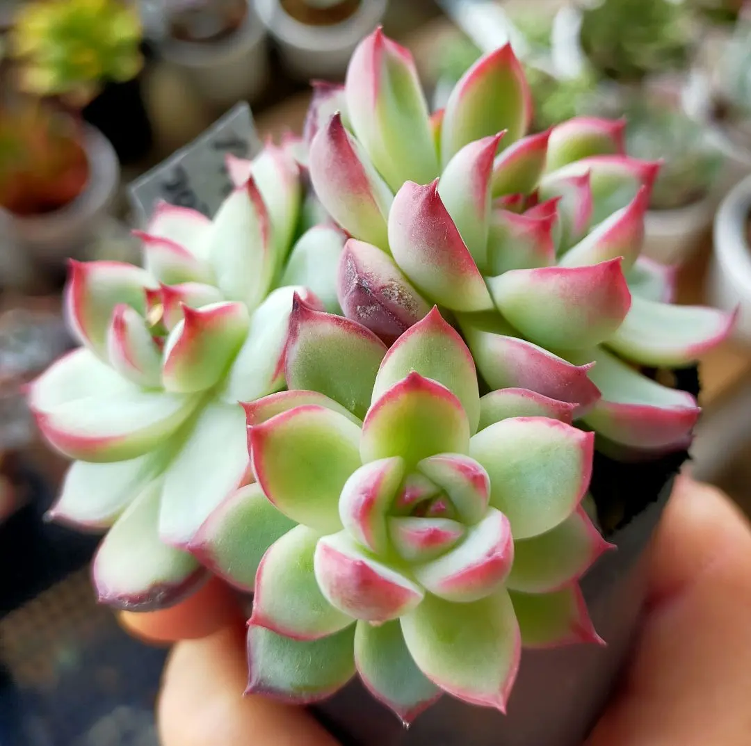 2026年最新】コロラータアウテンティカの人気アイテム - メルカリ