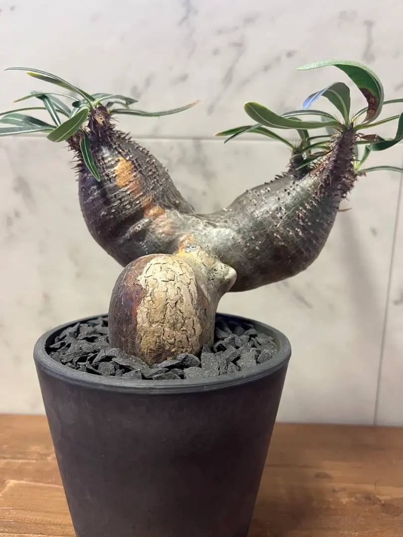 2026年最新】グラキリス 2頭の人気アイテム - メルカリ