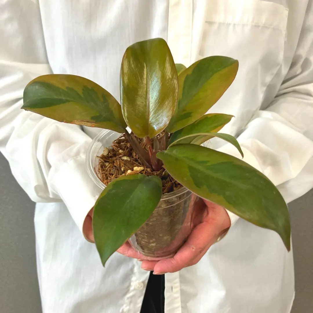 2026年最新】パキラミルキーウェイ接木の人気アイテム - メルカリ