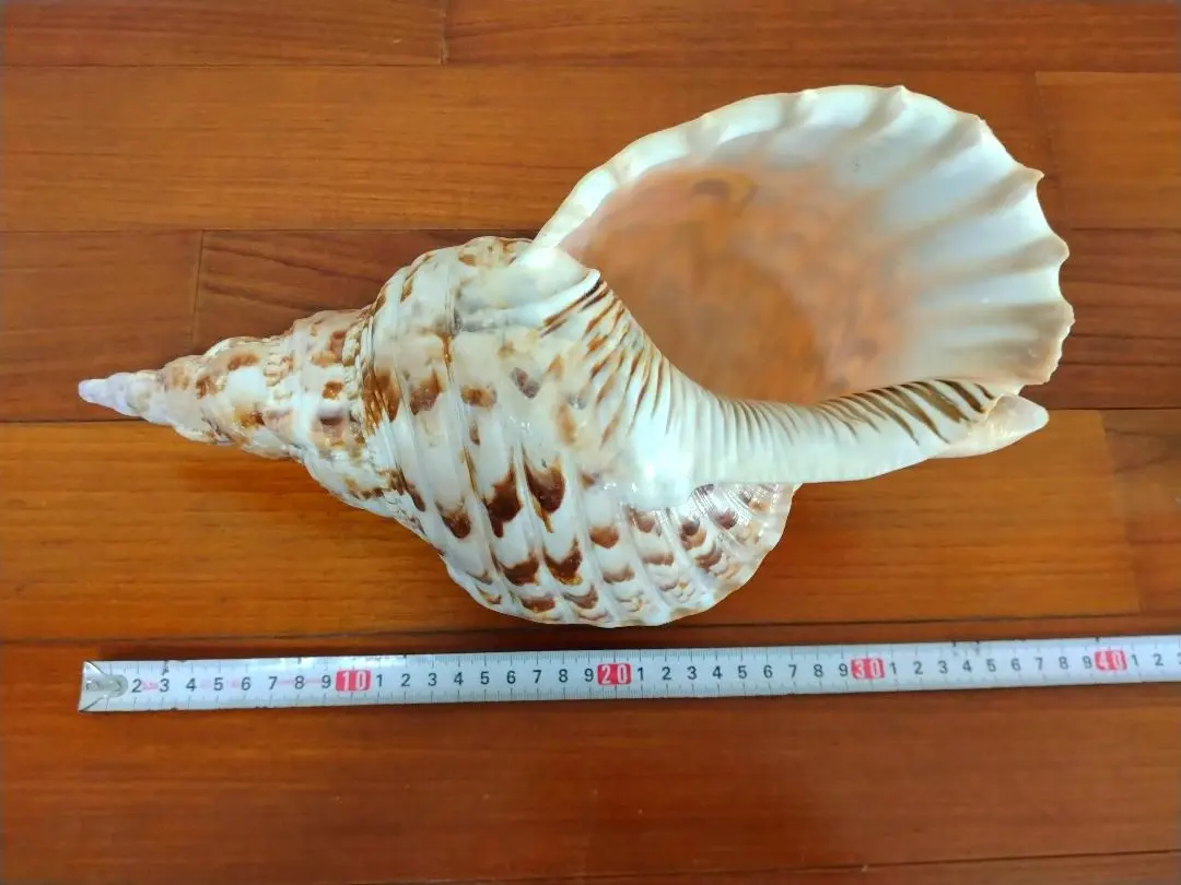 2026年最新】沖縄の法螺貝 ほら貝の人気アイテム - メルカリ