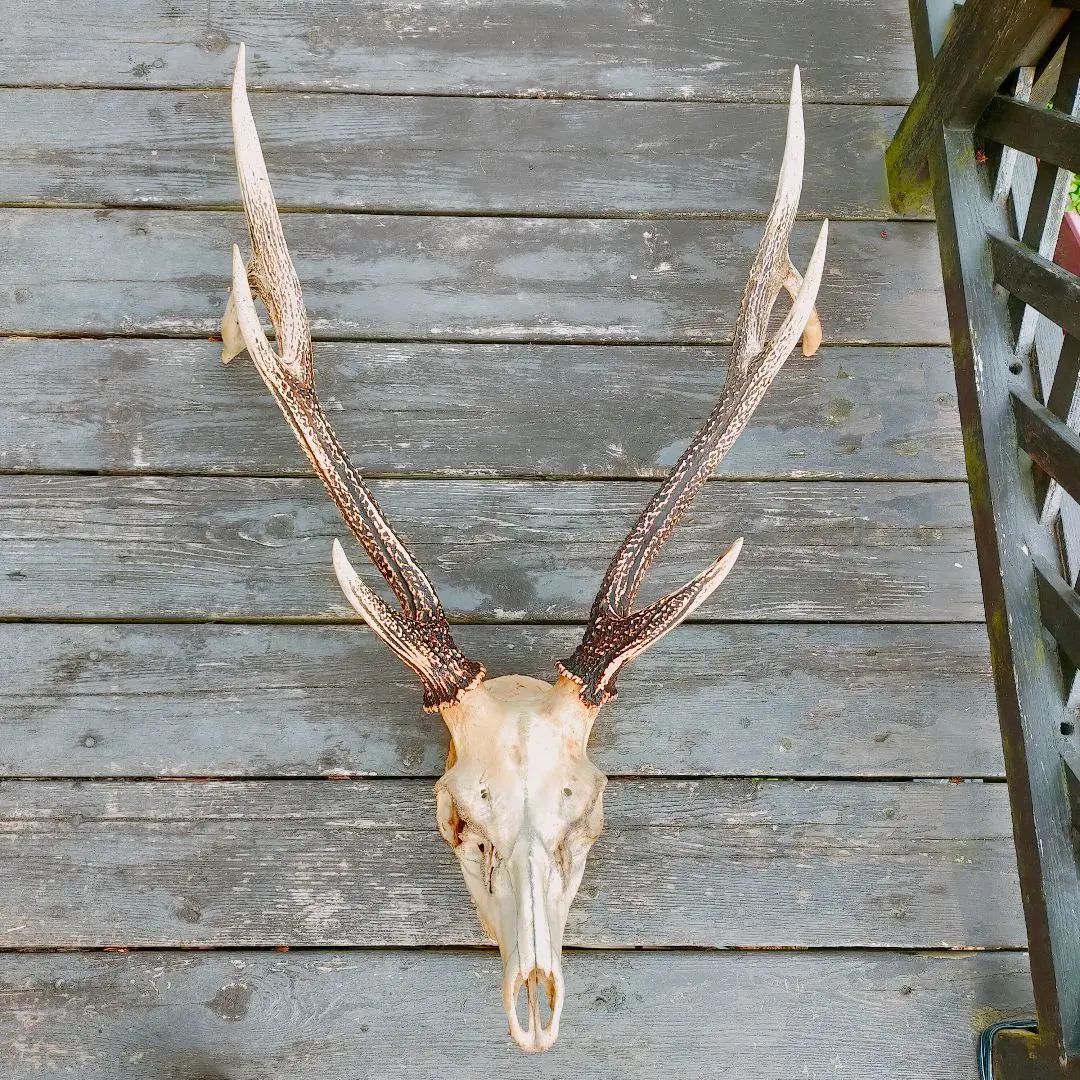 2026年最新】頭蓋骨付き鹿の角の人気アイテム - メルカリ