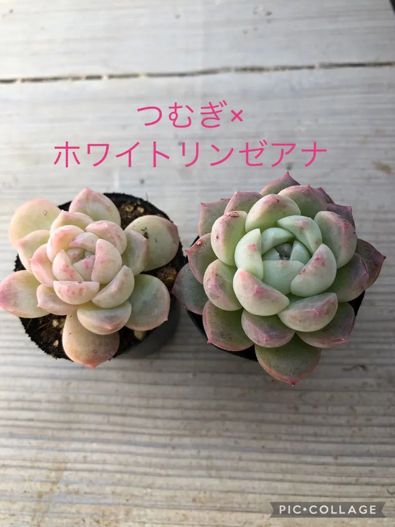 2026年最新】臼田リンゼアナの人気アイテム - メルカリ