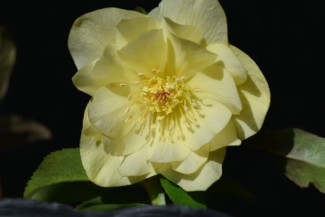 2026年最新】かぐや姫 クリスマスローズの人気アイテム - メルカリ