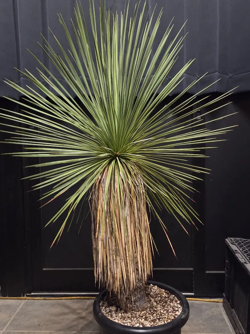 2026年最新】ユッカ リネアリフォリアの人気アイテム - メルカリ