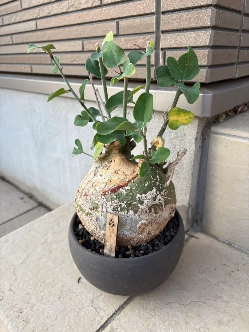 2026年最新】アデニア スピノーサの人気アイテム - メルカリ