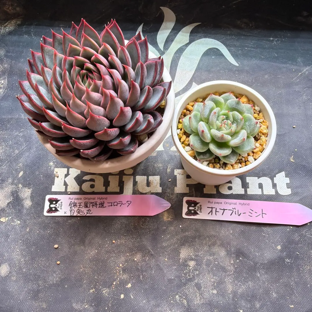 2026年最新】コロラータ 錦玉園の人気アイテム - メルカリ