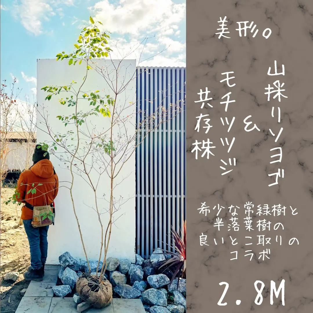 2026年最新】山採り ソヨゴの人気アイテム - メルカリ