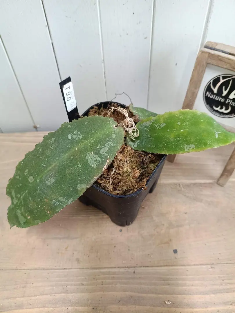 2026年最新】ホヤ ウンデュラータの人気アイテム - メルカリ