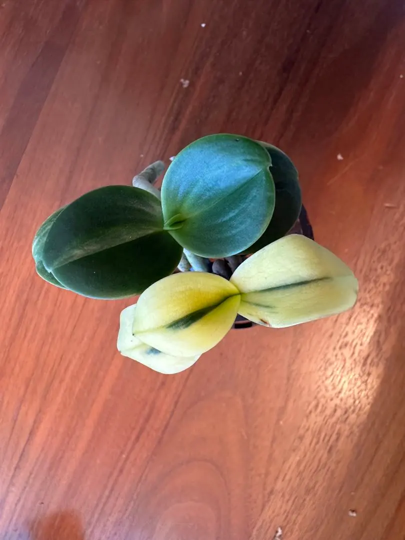 2026年最新】名護蘭 明丸の人気アイテム - メルカリ