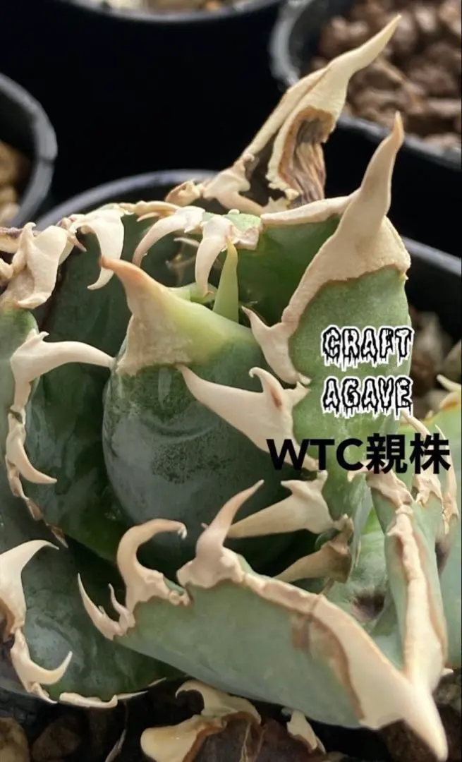 2026年最新】エクストラホワイトソーンの人気アイテム - メルカリ