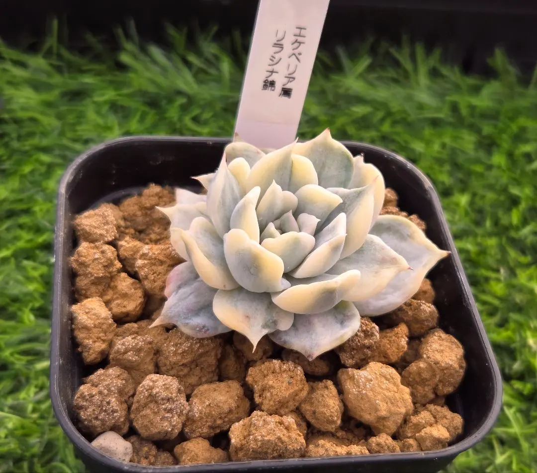 2026年最新】リラシナ錦の人気アイテム - メルカリ