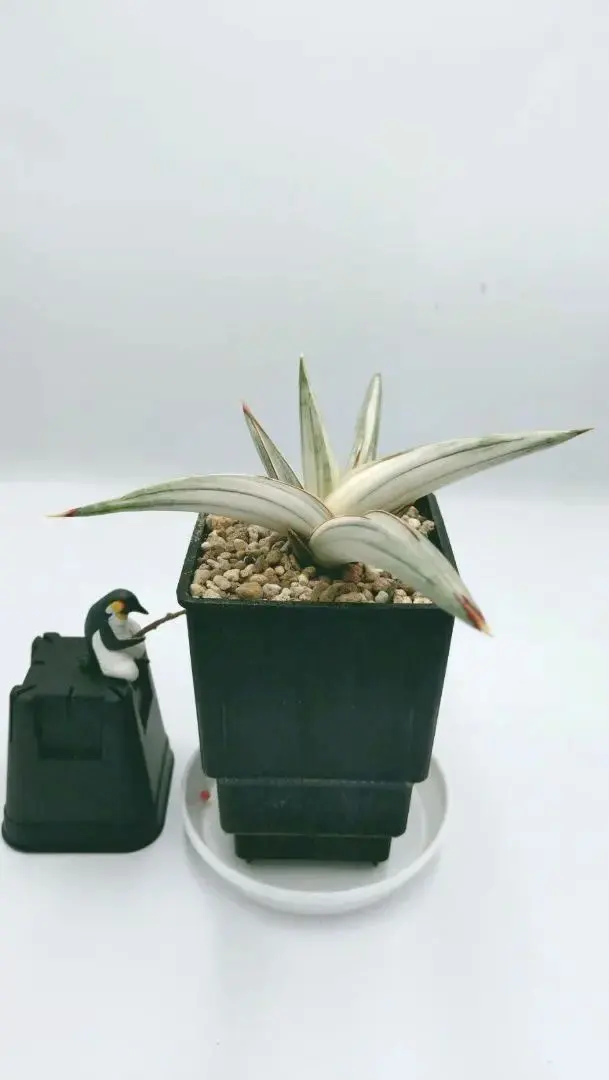 2026年最新】スノーホワイト サンスベリアの人気アイテム - メルカリ