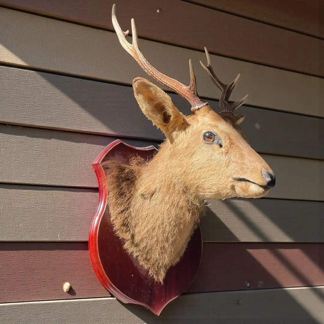 2026年最新】鹿 剥製の人気アイテム - メルカリ