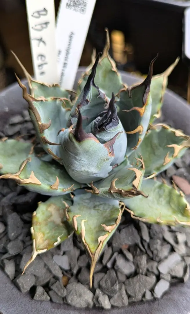 2026年最新】エボリスピナ bb ハイブリッドの人気アイテム - メルカリ