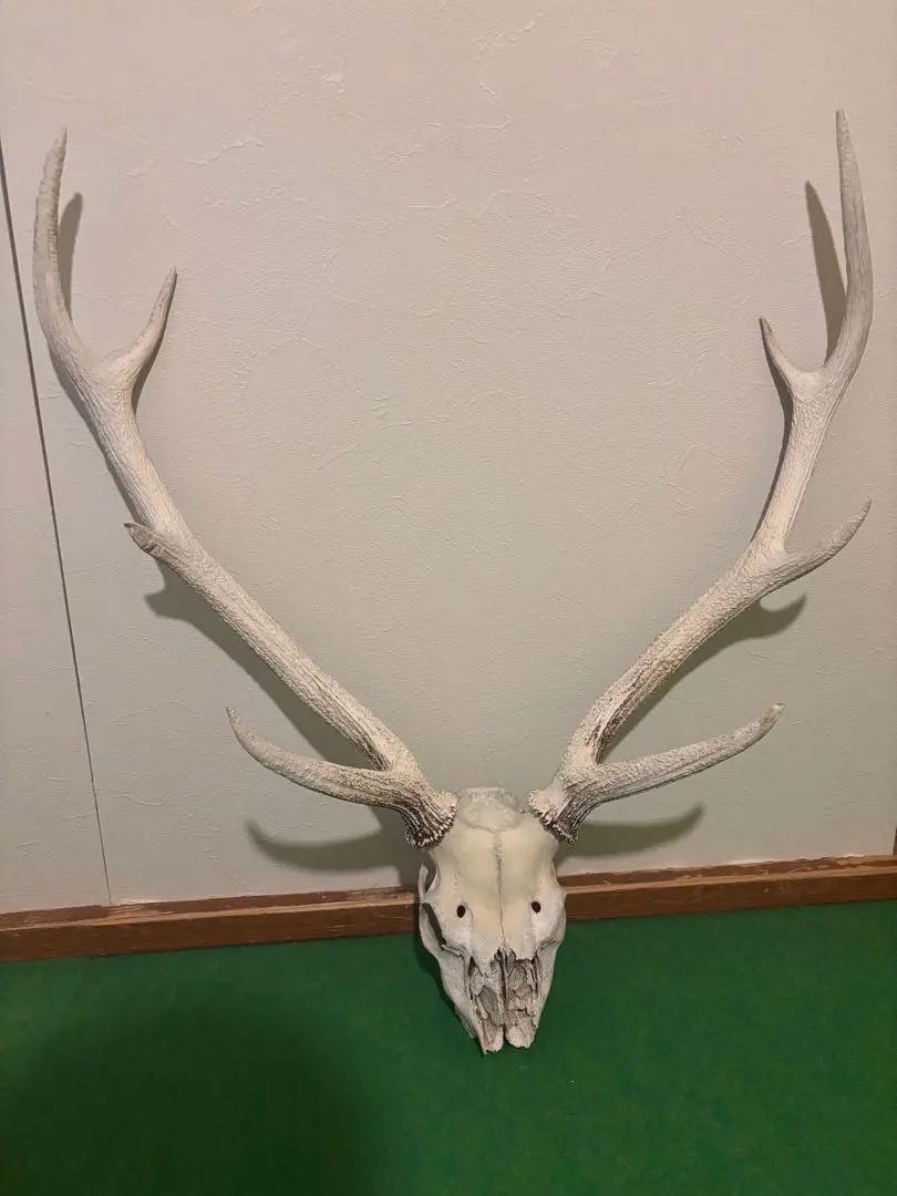 2026年最新】鹿 角 トロフィーの人気アイテム - メルカリ
