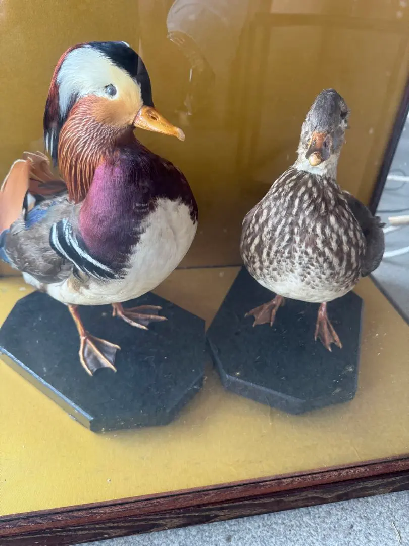 m98172133530_1.jpg?1742529732